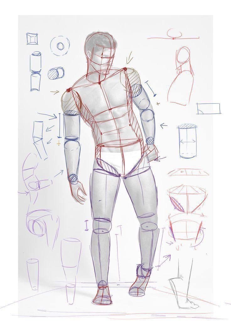 Anatomy for Artist - Human skeletal structure